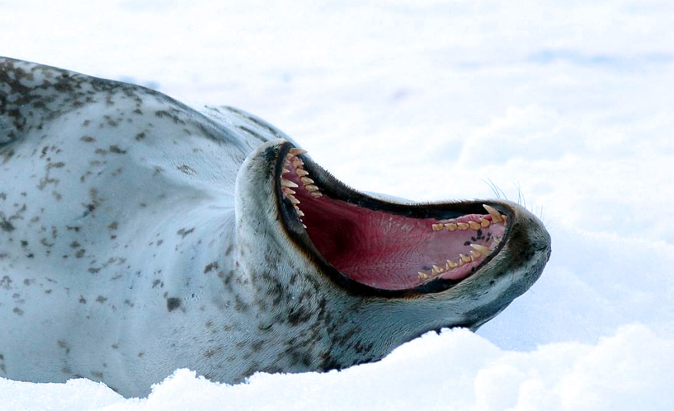 Da Seeleoparden ein breites Nahrungsspektrum haben, ist ihr Gebiss multifunktionsfähig. Damit können sie sowohl Pinguine packe, Robben zerfleischen, aber auch Krill aus dem Wasser sieben. Bild: Michael Wenger
