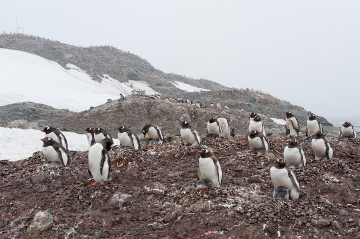 Eselspinguine, Trinity Island, Antarktische Halbinsel, u00a9Vreni