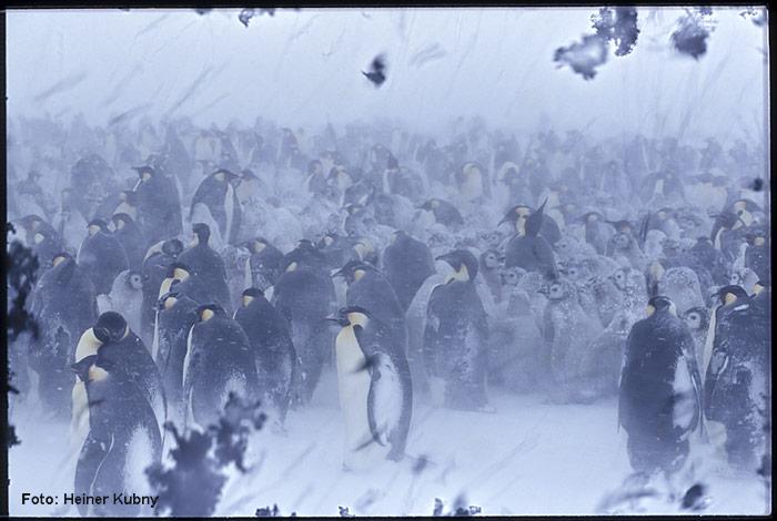 Kaiserpinguine-im-Sturm