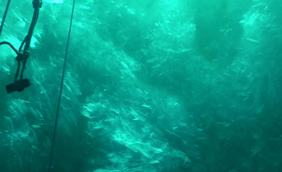 Screenshot einer Unterwasser-Aufnahme der Plättcheneisschicht in der Atkabucht, Weddellmeer, Antarktis. Die Plättchen messen bis zu 20 Zentimeter im Durchmesser. Foto: AWI, Tauchzentrum