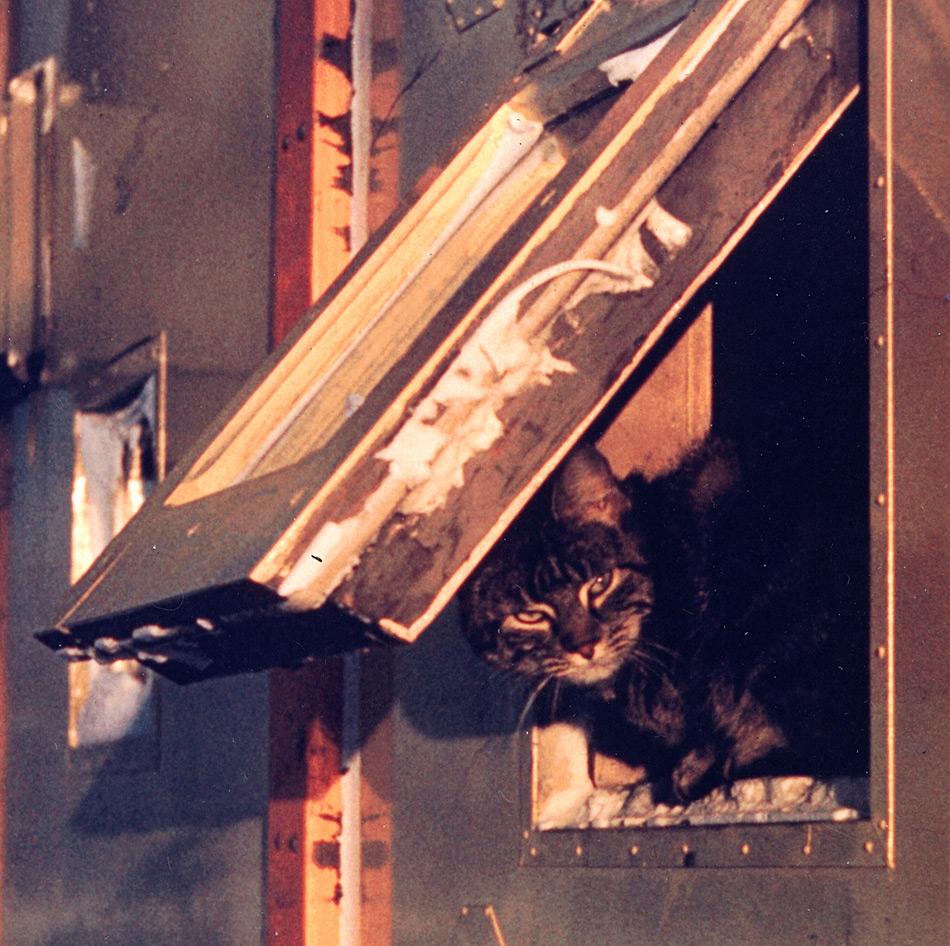 Iggy die Scott Base Katze. Als ein kleines Kätzchen war sie in der Tasche eines amerikanischen Soldaten in die Antarktis geflogen, durfte aber nicht auf den US-Marinestützpunkt. Ihr Retter war der neuseeländische Stationskoch Morrie Speary, der sie zur Scott Base mitnahm, wo Iggy fortan die meiste Zeit in der Küche verbrachte. Am Ende des nächsten Sommers flog Iggy zurück nach Christchurch und bekam eine Leine. Aber nachdem sie zum ersten Mal Gras, Bäumen und Vögeln sah, lief sie davon und wurde nie wieder gesehen. (Ein Auszug aus
