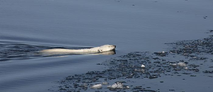 Eisbär Langstreckenschwimmer