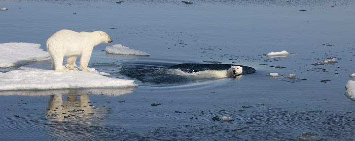 Schwimmender Eisbär