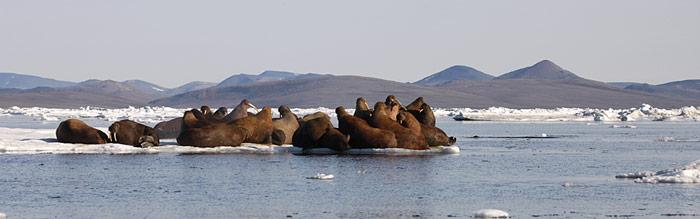 Chukotka Wrangel Island