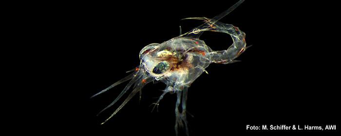 Hyas_araneus_1