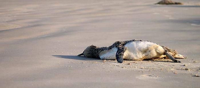 530 tote Pinguine in Brasilien